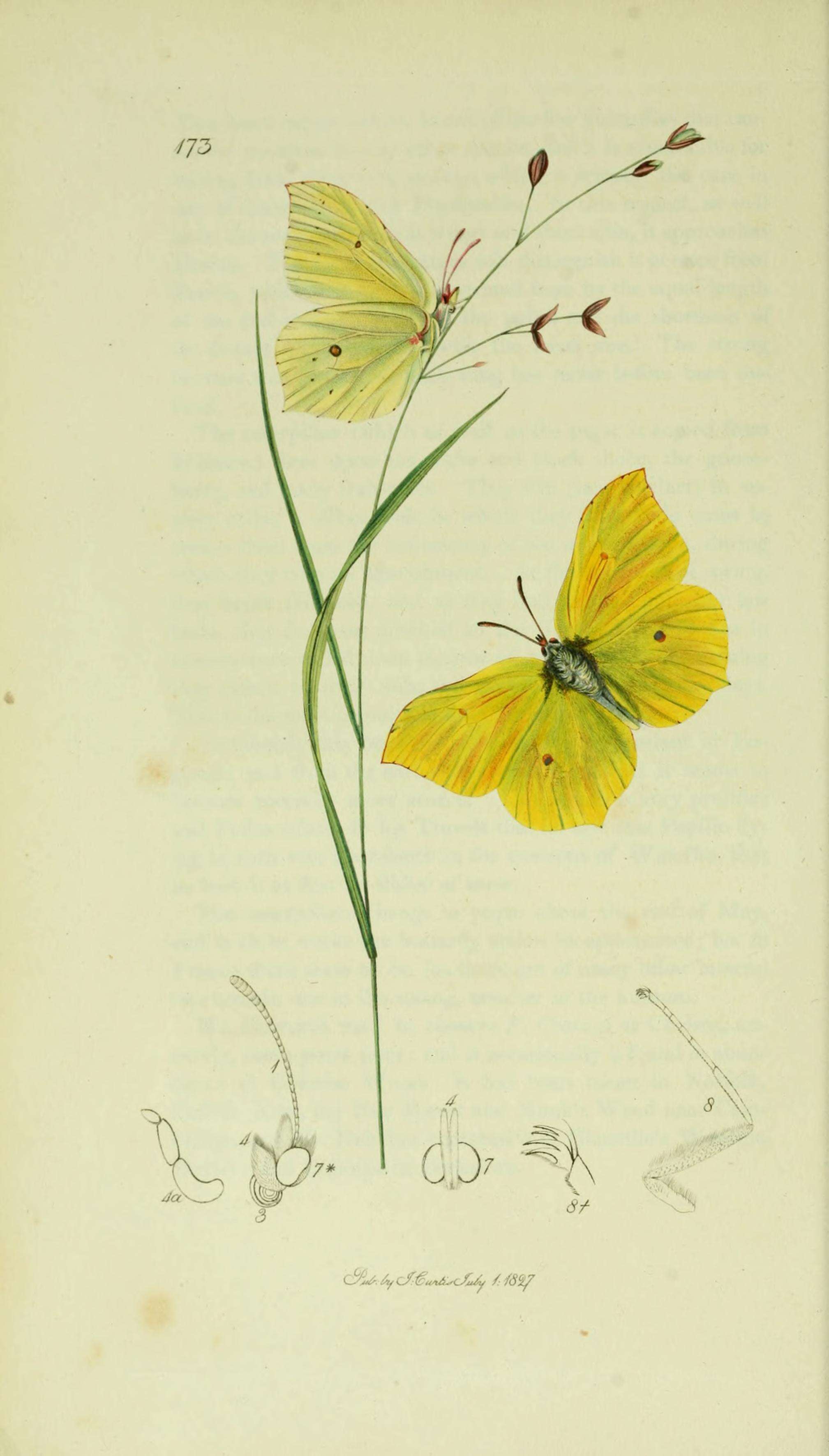 Imagem de Gonepteryx rhamni (Linnaeus 1758)