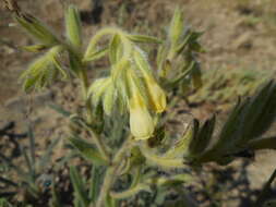 Слика од Onosma pseudoarenaria