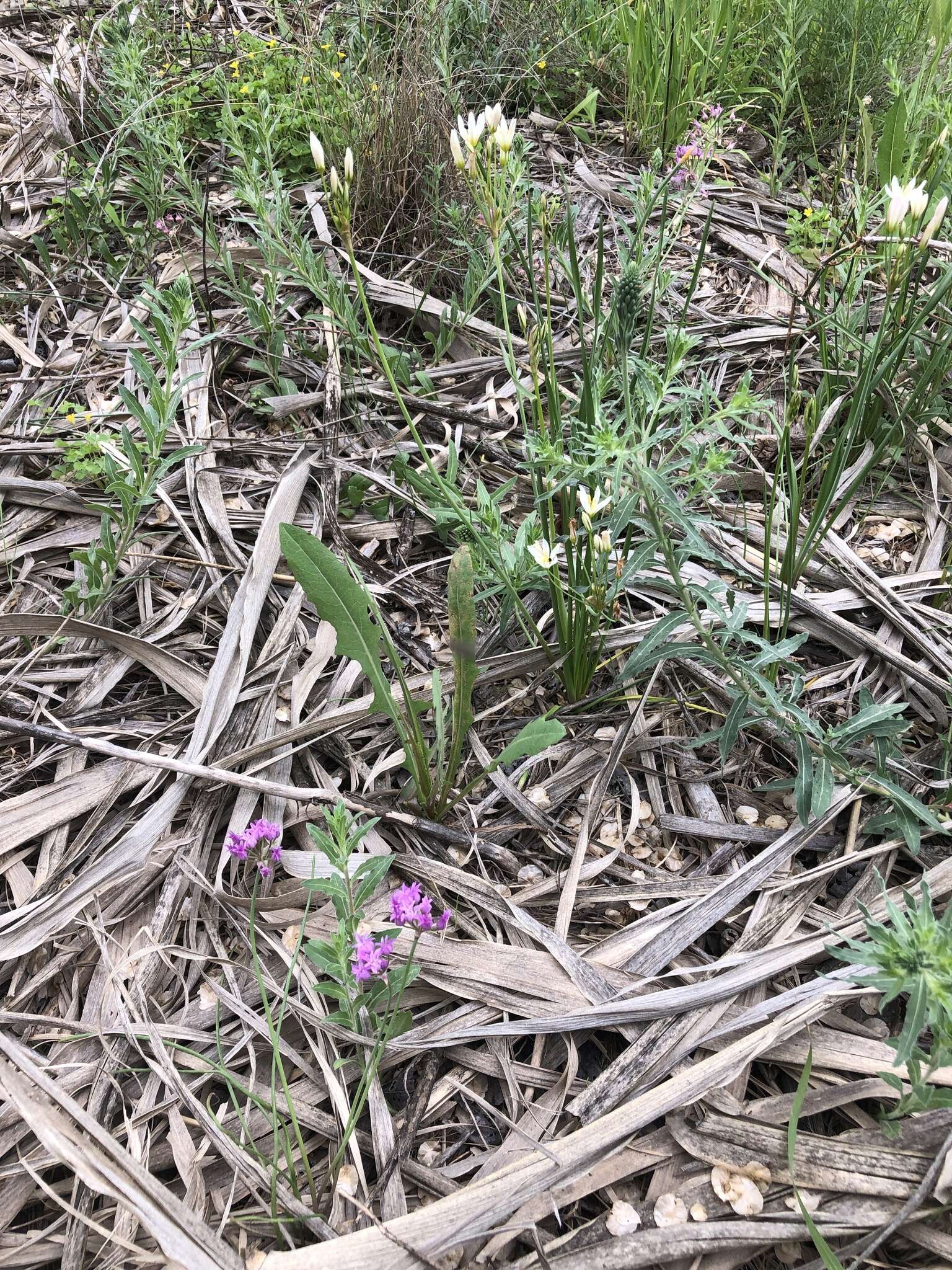 Image of plains onion