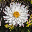 Plancia ëd Xerochrysum milliganii (Hook. fil.) Paul G. Wilson