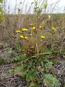 Imagem de Taraxacum bessarabicum (Hornem.) Hand.-Mazz.