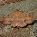 Image of Variable Tropic Moth