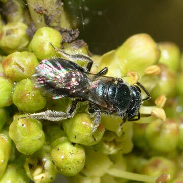 Lasioglossum coeruleum (Robertson 1893)的圖片