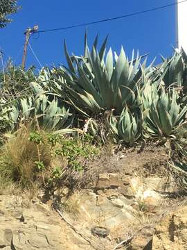 Agave americana var. expansa (Jacobi) Gentry resmi