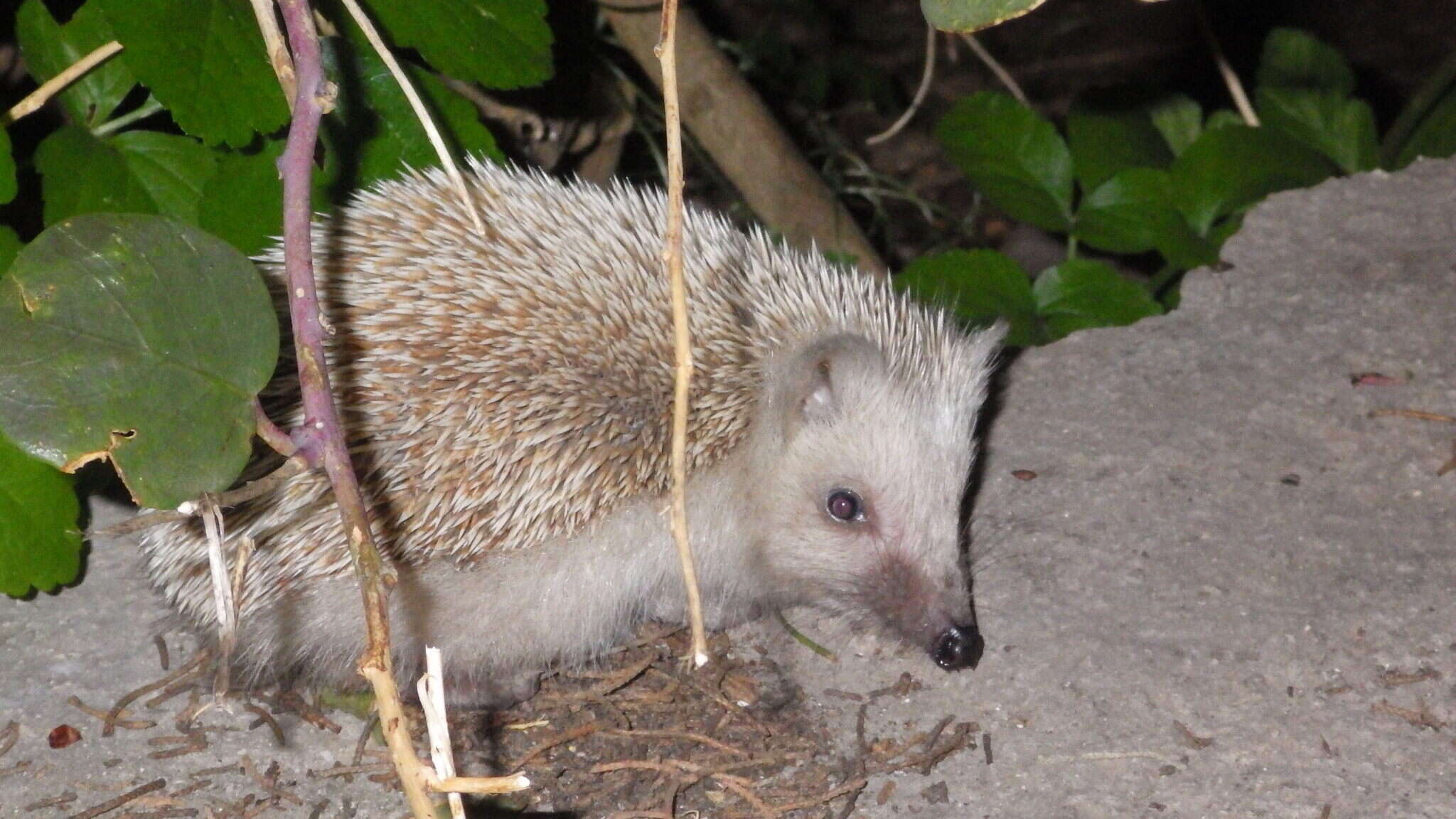 Image of Algerian Hedgehog