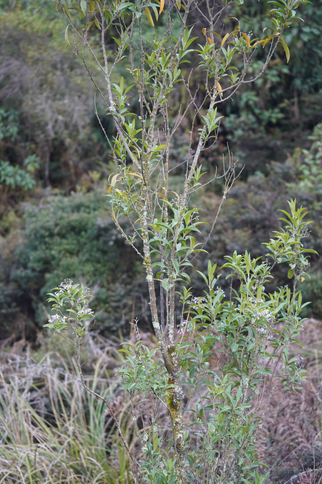 Image of Solanum storkii Morton & Standl.