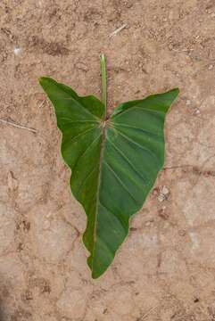 Image of Thaumatophyllum uliginosum (Mayo) Sakur., Calazans & Mayo