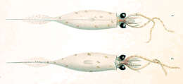 Image of armed cranch squid