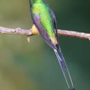 Image of Peruvian Racket-tail