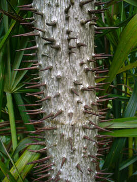 Image of Mauritiella armata (Mart.) Burret