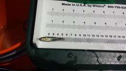 Image of Banded Killifish