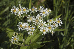 Image of Aster glehnii