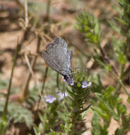 Image of Celastrina echo cinerea (W. H. Edwards 1883)