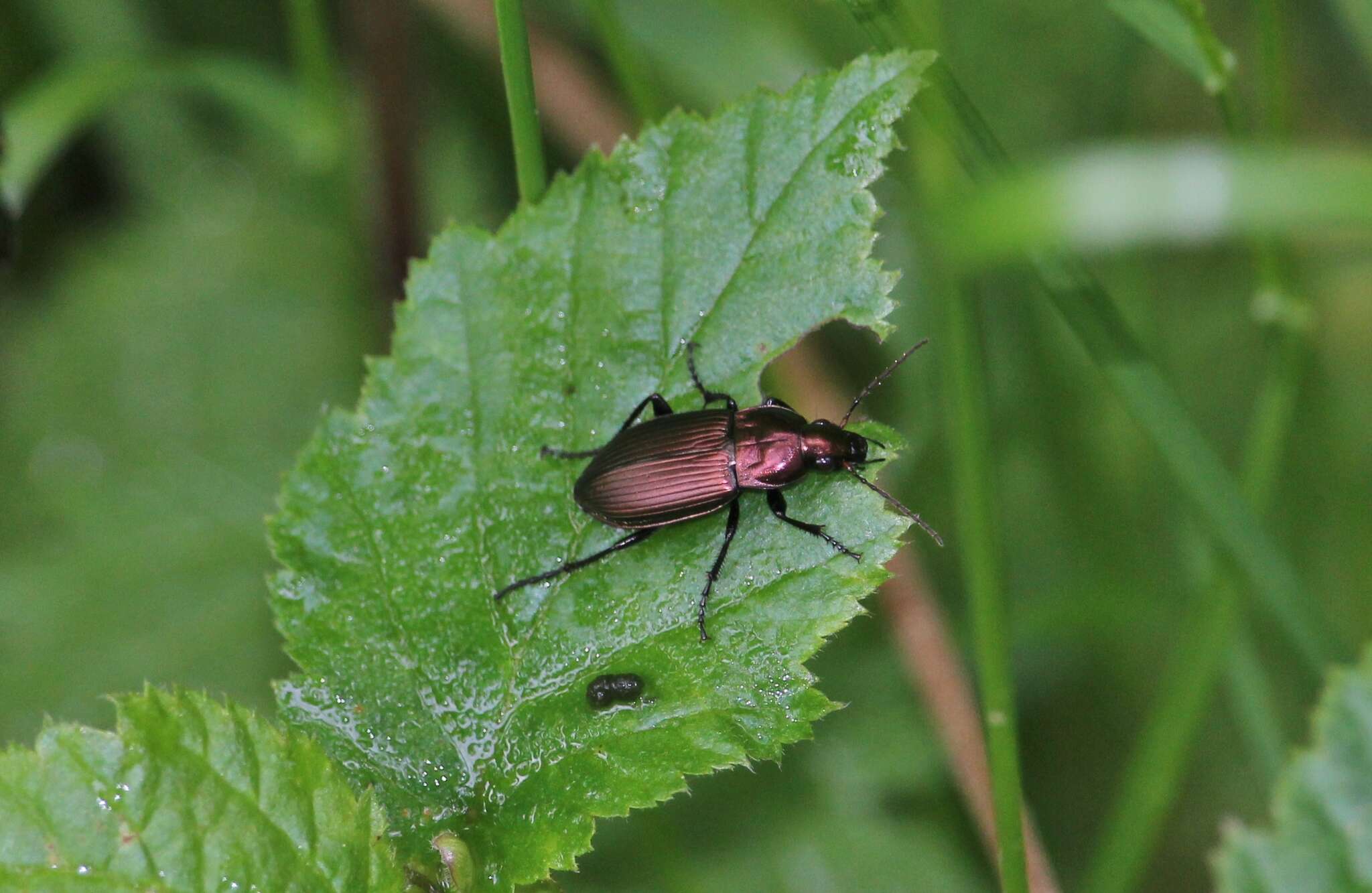 Image of Poecilus (Poecilus) cupreus (Linnaeus 1758)