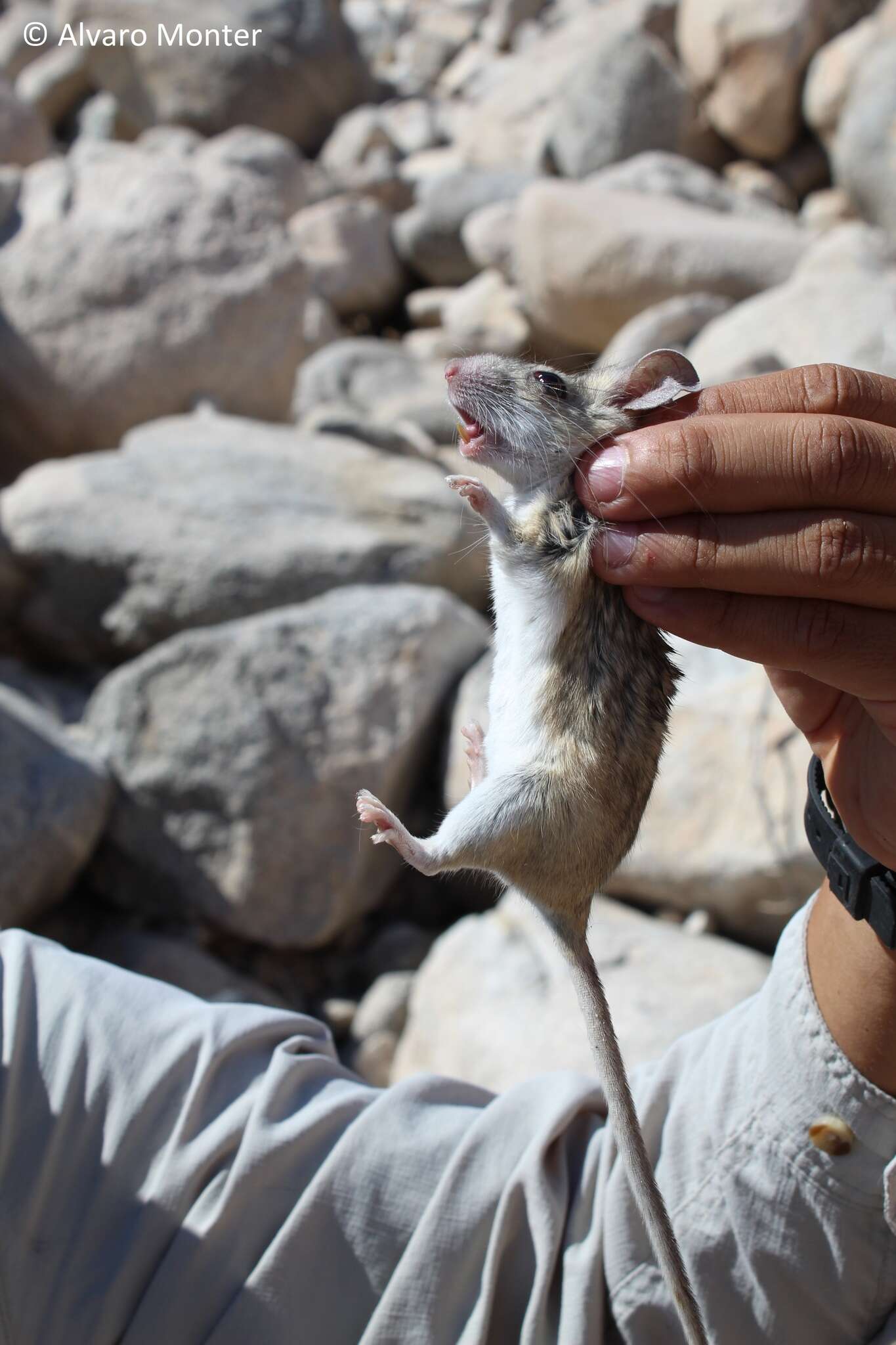 Image of Desert Woodrat