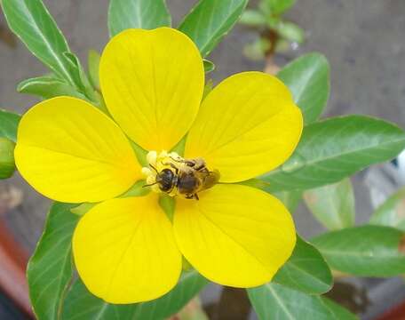 Image of floating primrose-willow