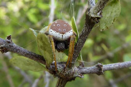 Image of Zealaranea