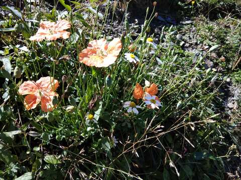 Image of Papaver fugax Poir.