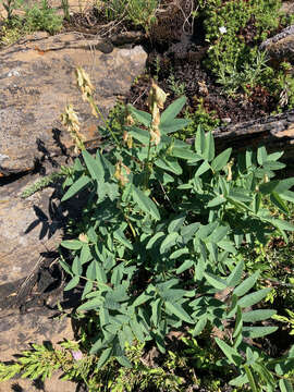 Image of white sweetvetch