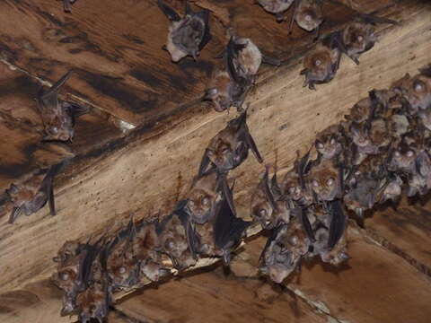 Imagem de Myotis emarginatus (E. Geoffroy 1806)