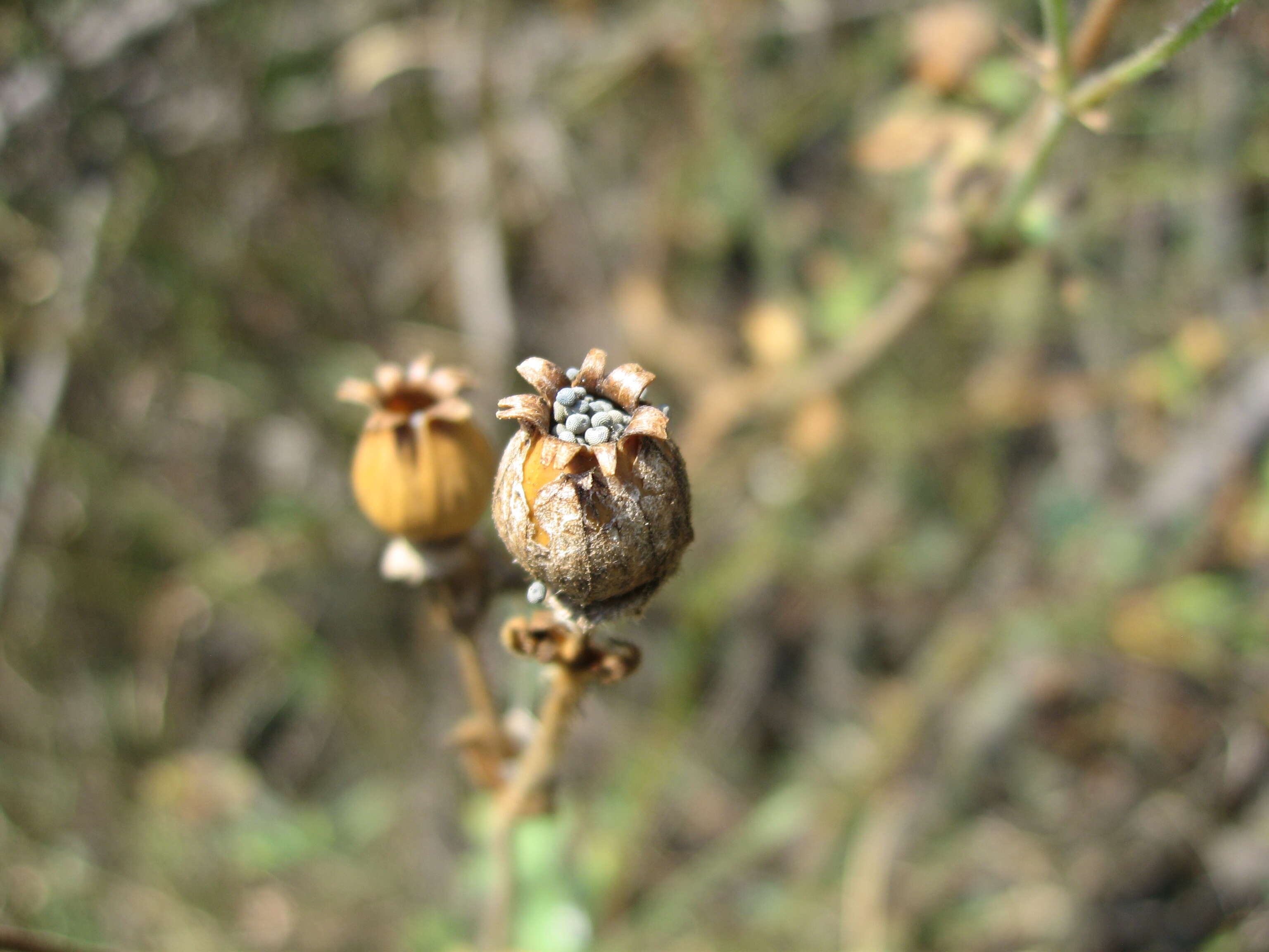 Image of Bladder Campion