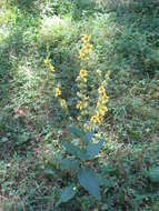 Image of Dark Mullein