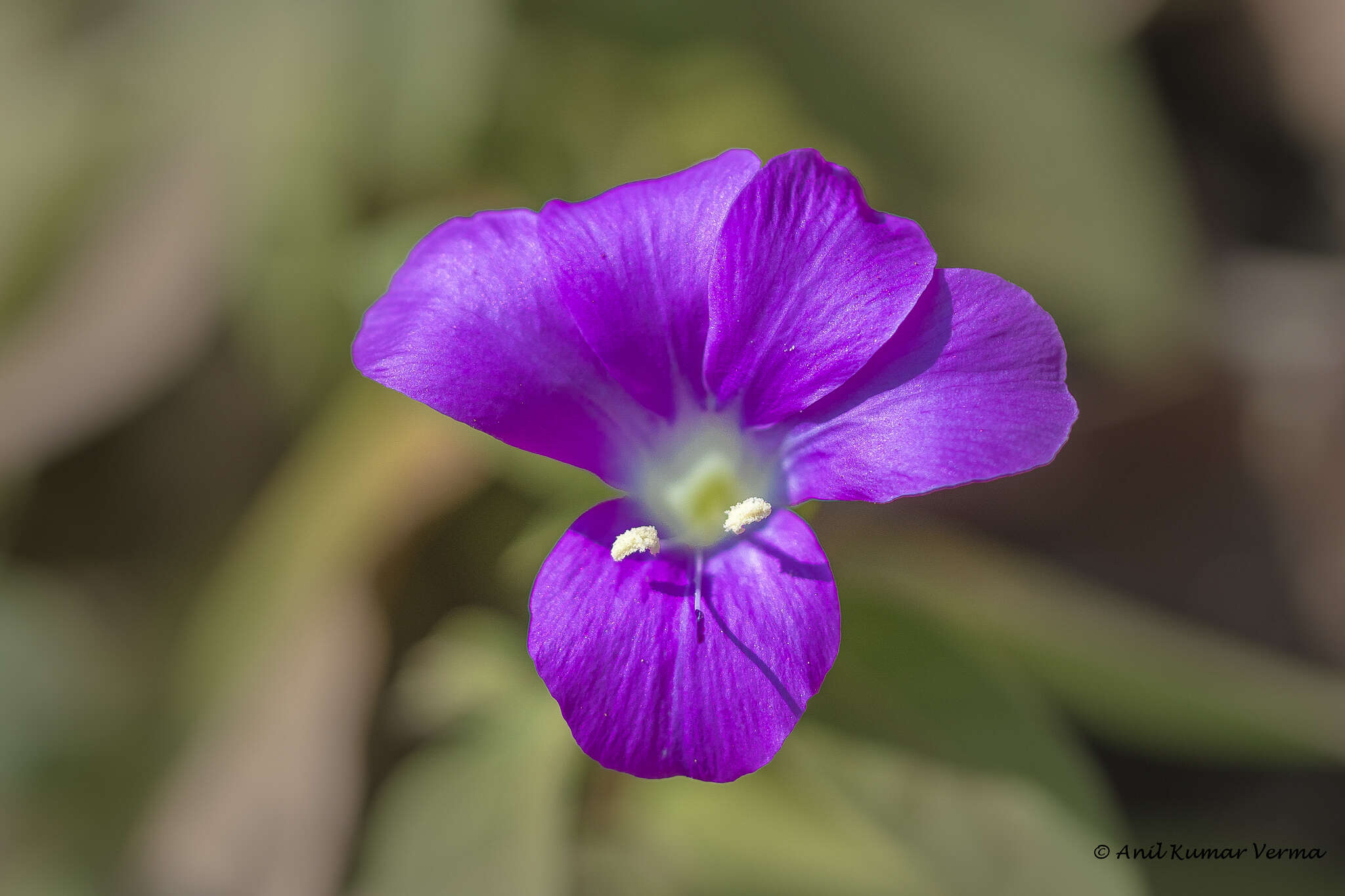 Image of Barleria prattensis Santapau