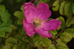 Image of dog rose