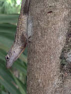 Image of Bahaman brown anole