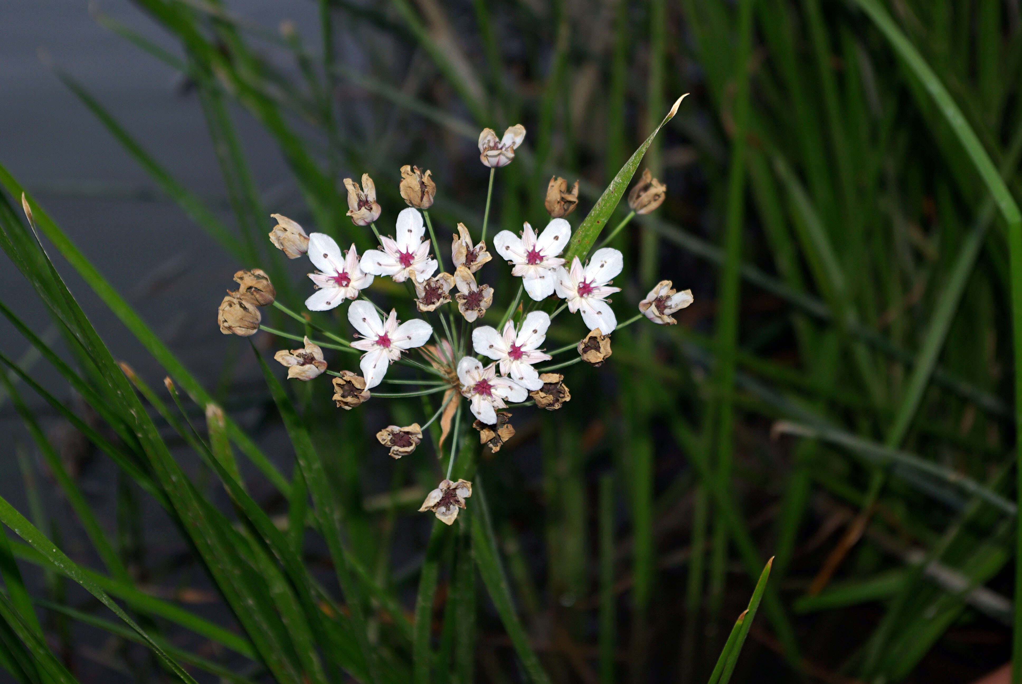 Image of flowering rush family