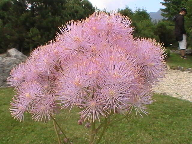 Image of Thalictrum aquilegiifolium