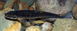 Image of Adour minnow