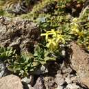 Image of Oreopolus glacialis (Poepp.) Ricardi