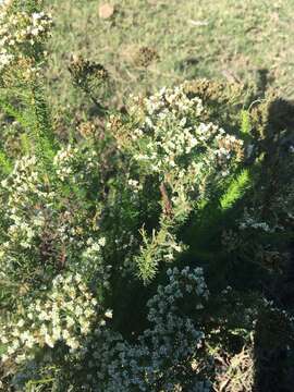 Image of Selago glomerata Thunb.