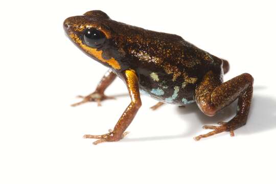 Image of Blue-bellied Poison Frog