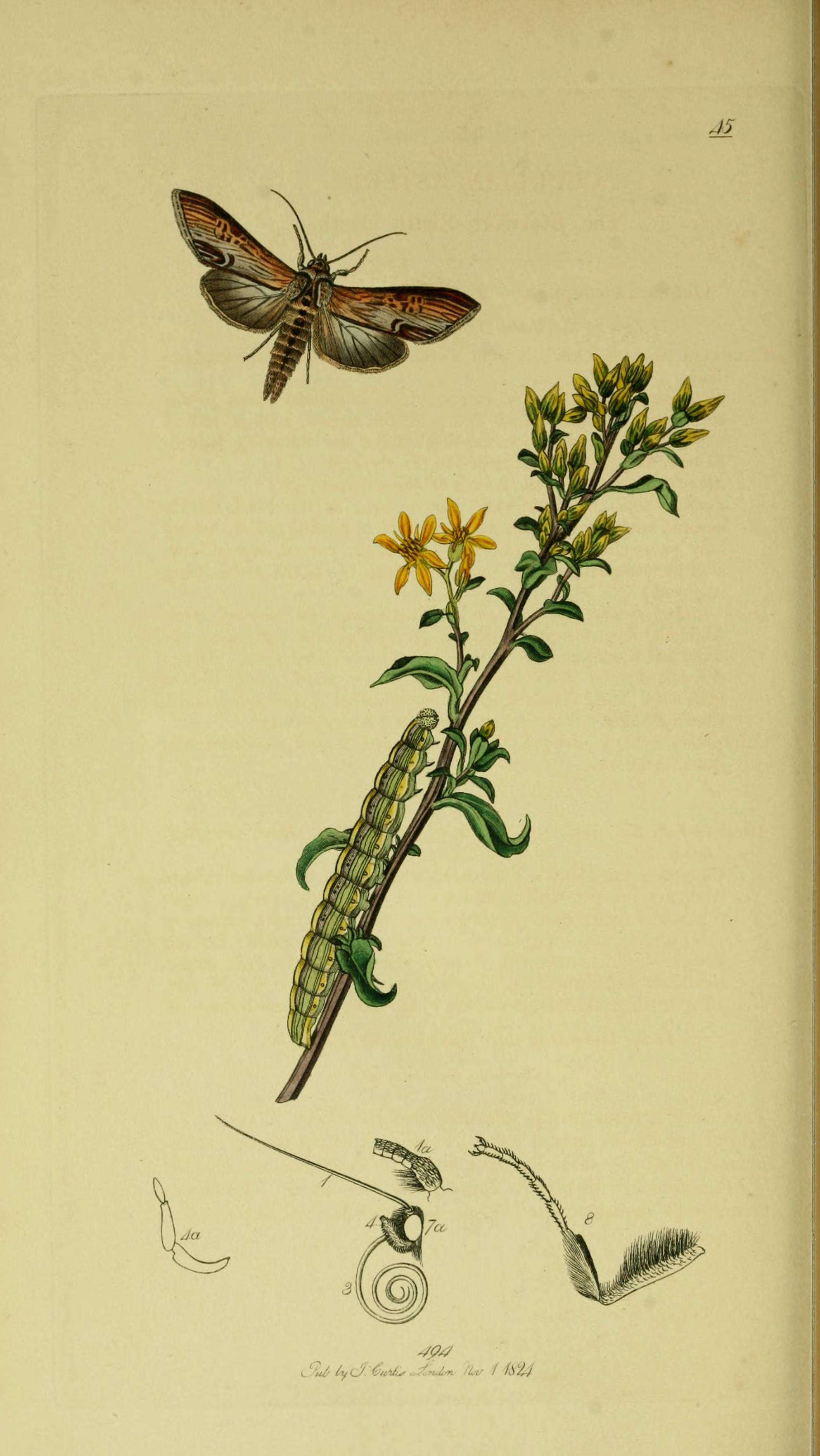 Cucullia asteris Schiffermüller 1775 resmi