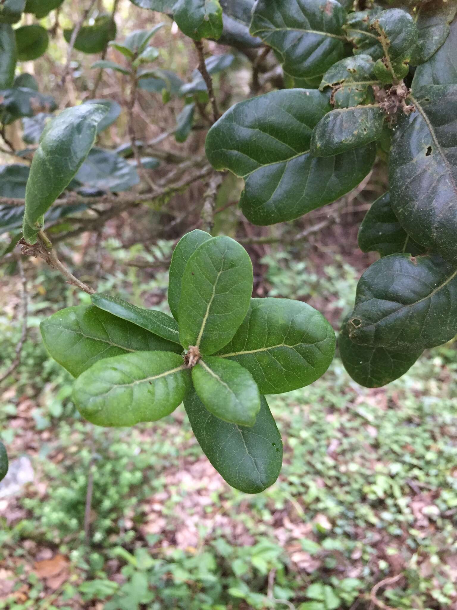 Image of Quercus spinosa David