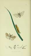 صورة Laelia coenosa Hübner 1805