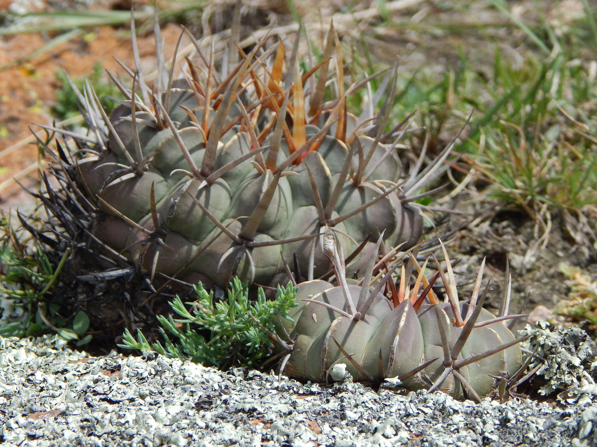 Image of Stenocactus coptonogonus (Lem.) A. Berger