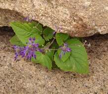 Image of <i>Coleus strobilifer</i>