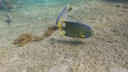 Image of Angelfish