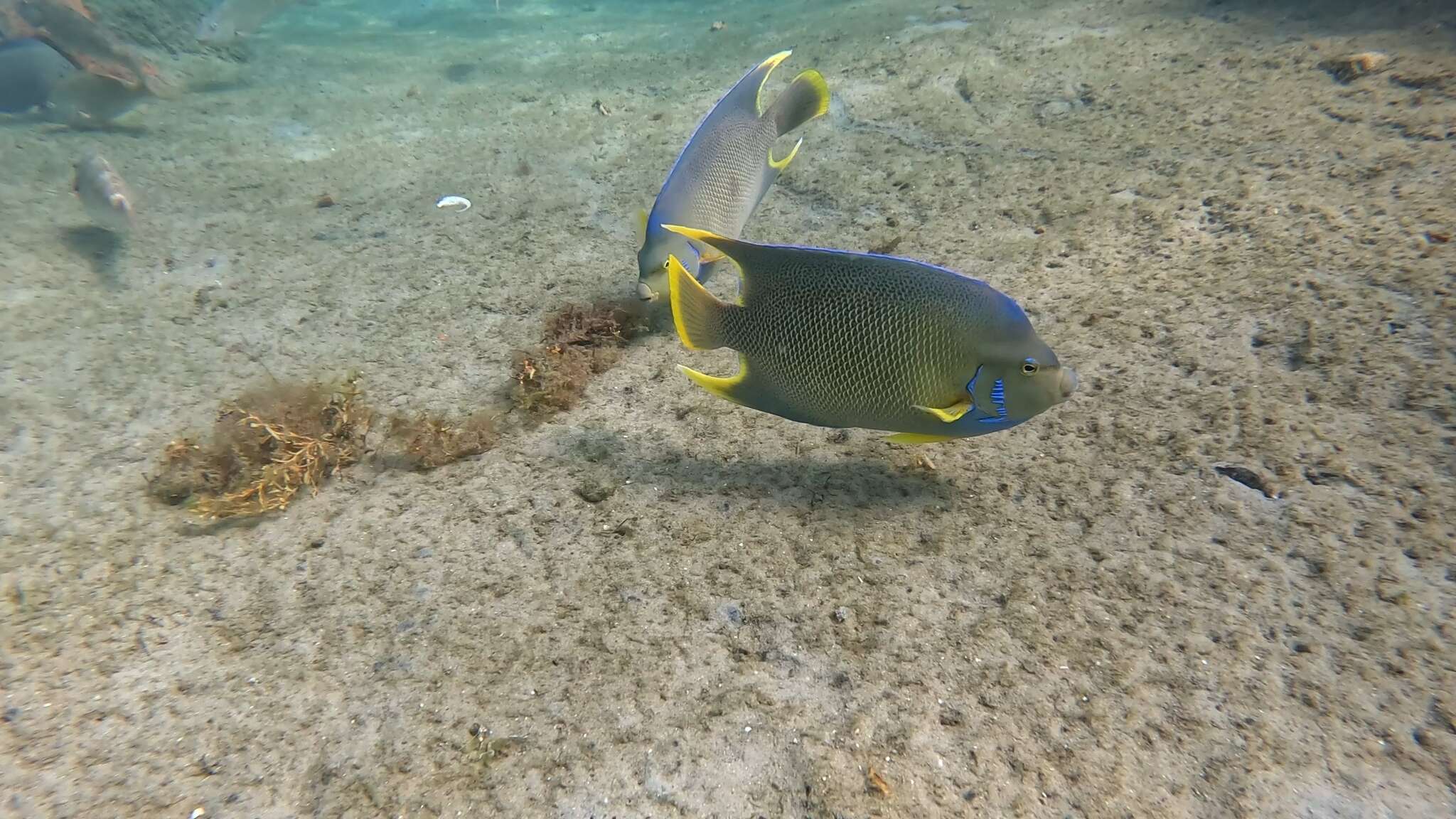 Слика од Holacanthus bermudensis Goode 1876