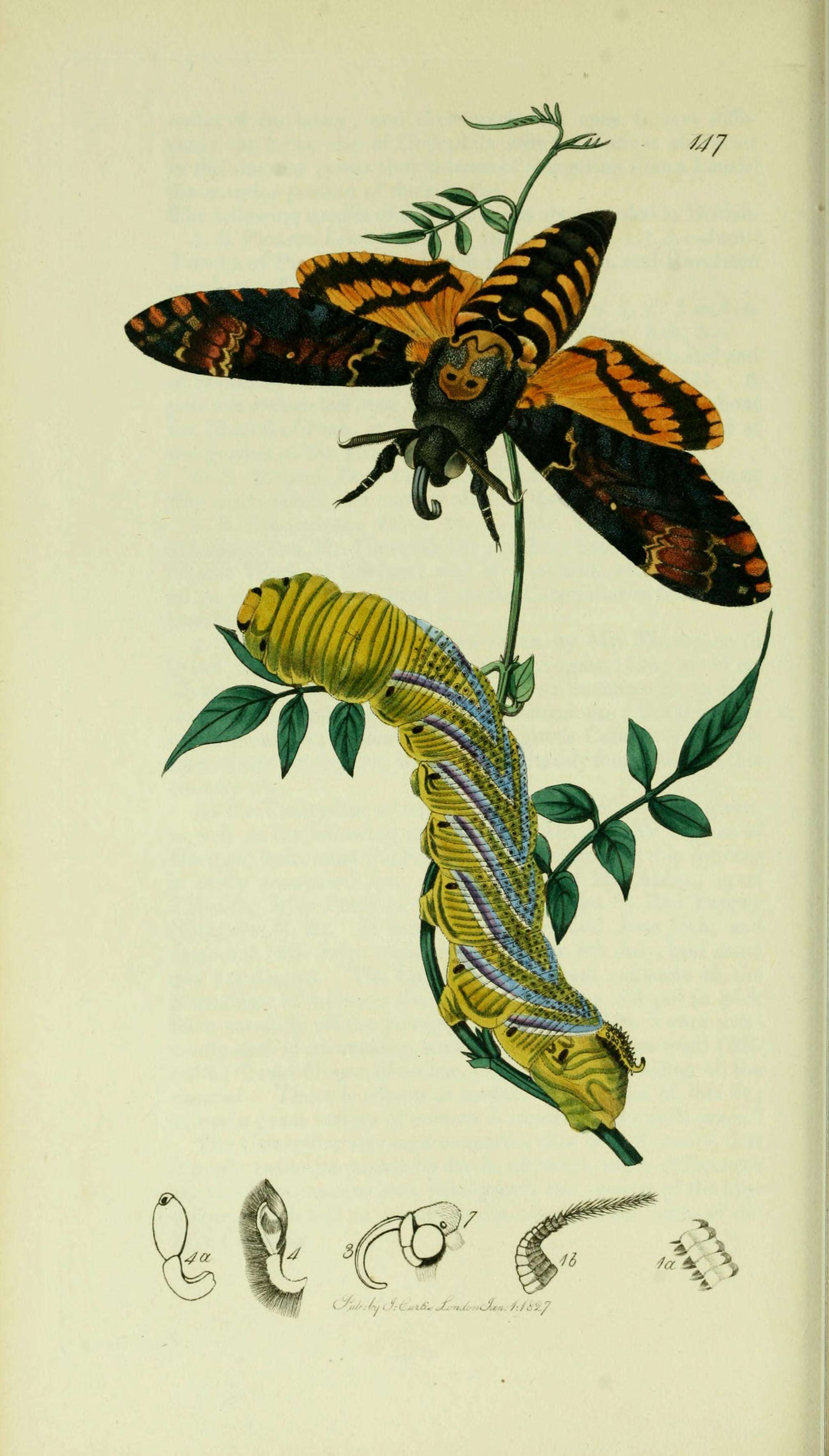 Imagem de Acherontia atropos (Linnaeus 1758)