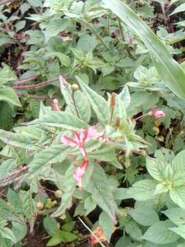 Image of Lopezia racemosa Cav.