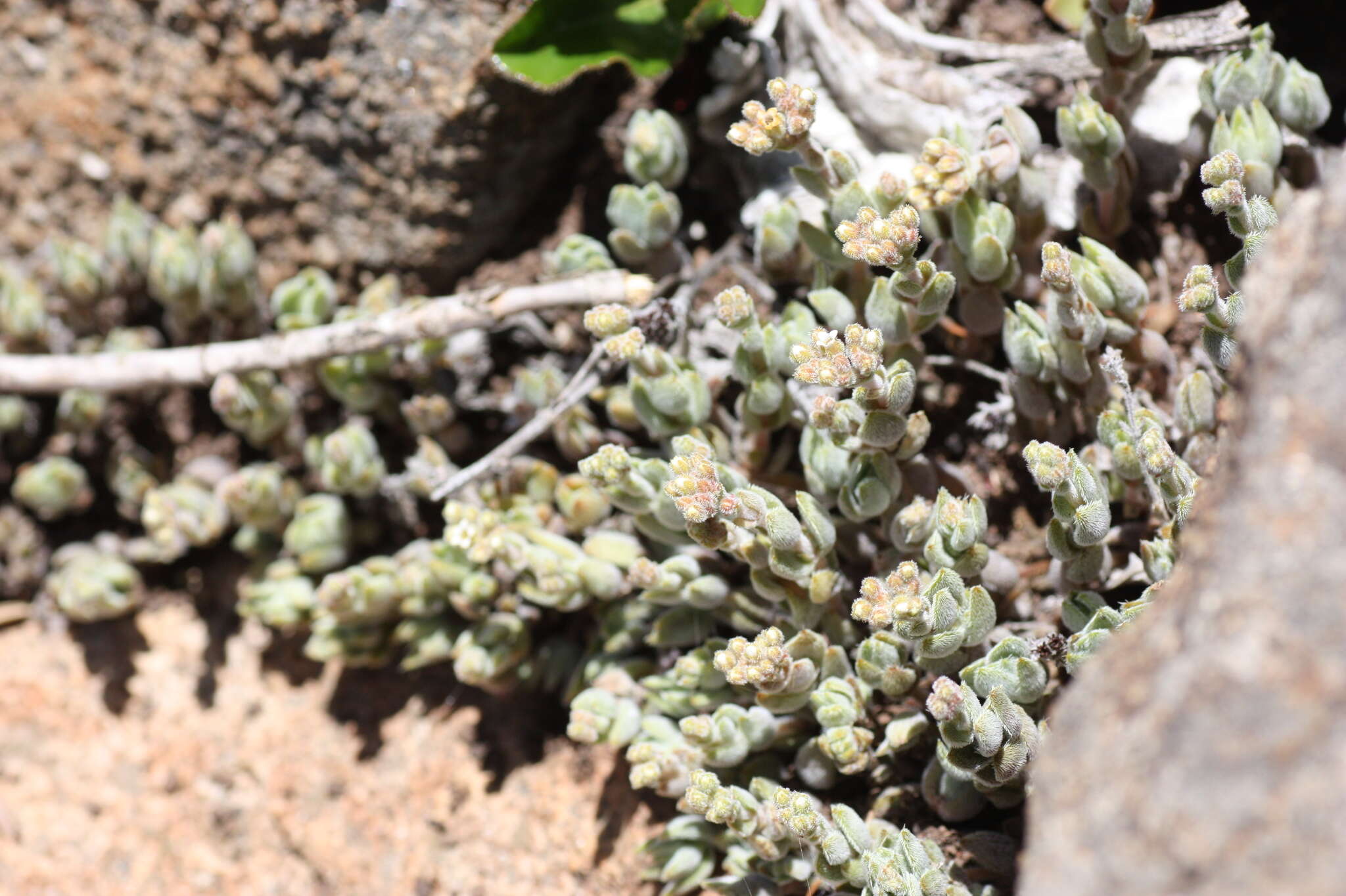 Image of Crassula lanuginosa var. pachystemon (Schönl. & Bak. fil.) Tölken