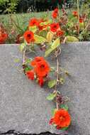 Image of Garden Nasturtium