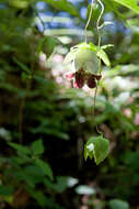 Codonopsis lanceolata (Siebold & Zucc.) Benth. & Hook. fil. ex Trautv. resmi