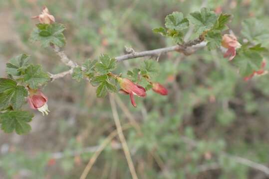 Image de Ribes aciculare Sm.