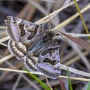 Image of Banded Grass-moth