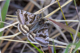 Image of Banded Grass-moth